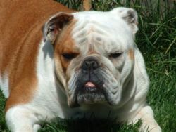 bulldog